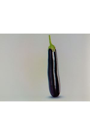 FİTO TOHUM  ESTELA F1 UZUN PATLICAN  TOHUMU 