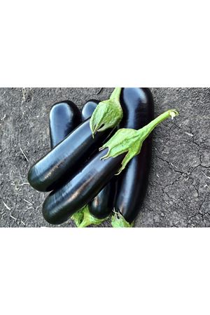 FİTO TOHUM  DARKO F1 UZUN  PATLICAN TOHUMU