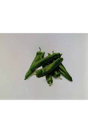 FİTO TOHUM BERET F1 TATLI BİBER TOHUMU