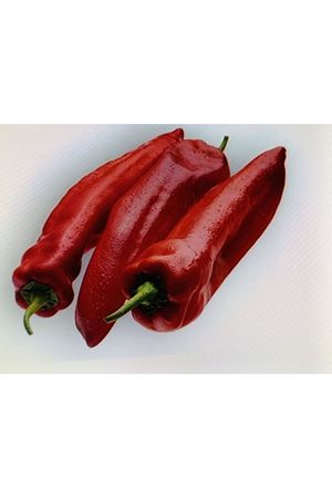 FİTO TOHUM ALMANZOR F1 KAPYA BİBER TOHUMU