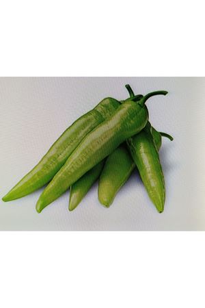 FİTO TOHUM SHARLO F1 ÇARLİSTON BİBER TOHUMU