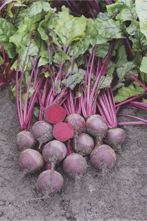 BEJO TOHUM BRESCO F1 KIRMIZI PANCAR TOHUMU