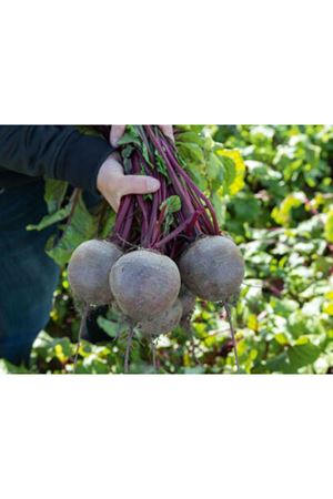 BEJO TOHUM BİKORES  F1 KIRMIZI PANCAR TOHUMU