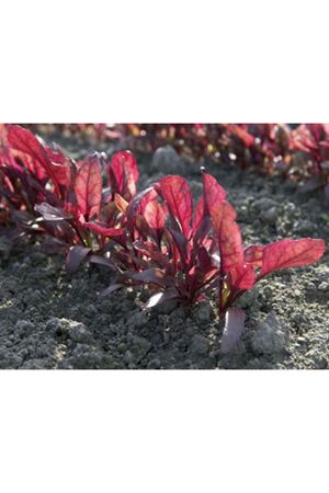 BEJO TOHUM SOLDİER F1 BULLS BLOOD )  KIRMIZI PANCAR TOHUMU