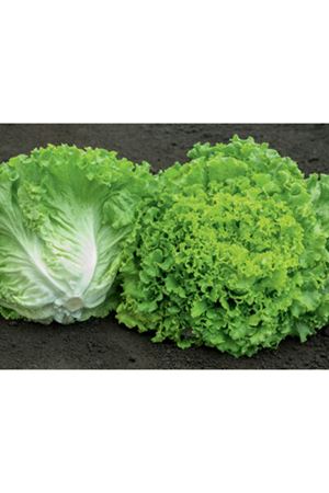 BEJO TOHUM SEMENTEL F1 KIVIRCIK MARUL TOHUMU