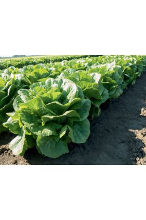 BEJO TOHUM VEREPAZ  YEDİKULE TİPİ MARUL TOHUMU