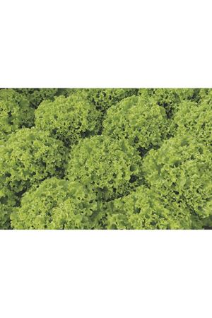 BEJO TOHUM  MATMAZEL  KIVIRCIK MARUL TOHUMU