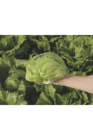 BEJO TOHUM  EUNİCE ( EXP 16 -172 )  MARUL TOHUMU