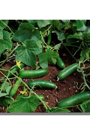 SEMİNİS RAGAZZO F1  OTURAK HIYAR TOHUMU