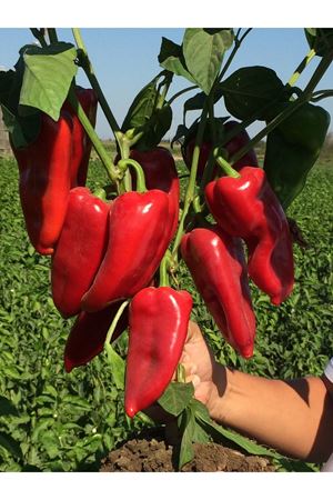 SEMİNİS TONTON F1 OTURAK HIYAR TOHUMU