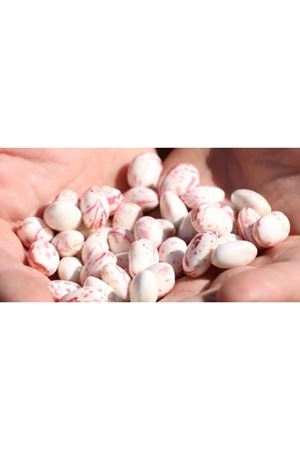 SEMİNİS AMARANTO OTURAK FASÜLYE TOHUMU