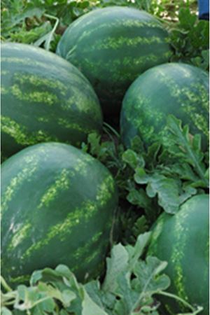 SEMİNİS ZEUGMA F1 KARPUZ TOHUMU 