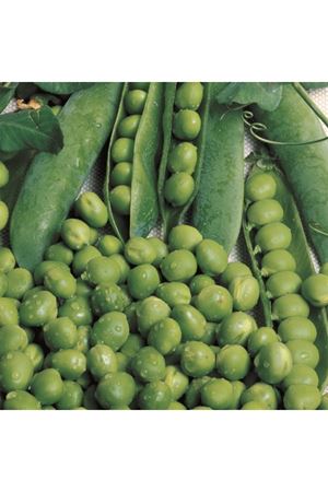 SEMİNİS UTRİLLO BEZELYE TOHUMU