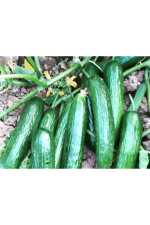 RAİN SEED HUNTER F1 OTURAK HIYAR TOHUMU