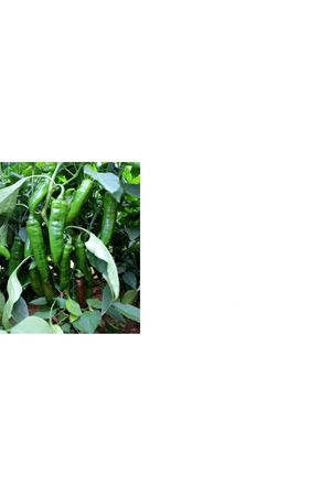 ASİ F1 ACI BİBER TOHUMU