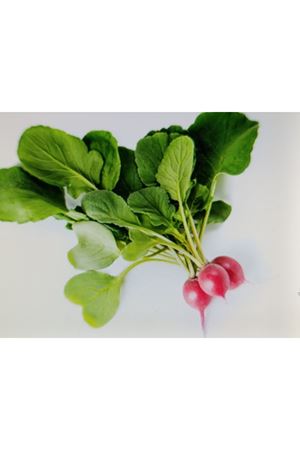 RONDEEL RZ F1  TURP TOHUMU