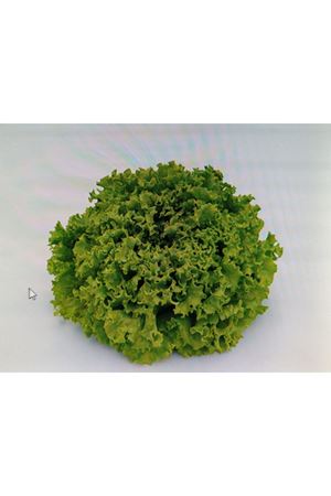 GLORİOLE  KIVIRCIK MARUL TOHUMU