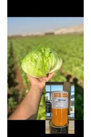  NUNHEMS  METALİA  İCEBERG TOHUMU