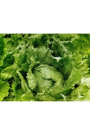 İCE PALACE  İCEBERG MARUL TOHUMU