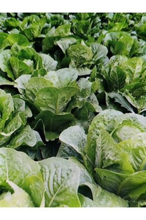 PRESİDETAL YEDİKULE MARUL TOHUMU