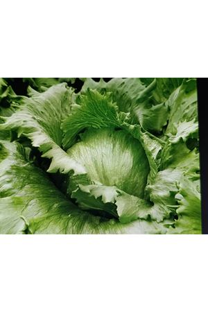 İCEBAZAAR  İCEBERG  MARUL TOHUMU