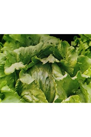 İCE WAVE İCEBERG MARUL TOHUMU