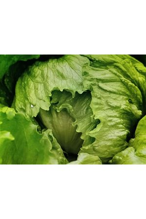 İCE SPERANZA İCEBERG MARUL TOHUMU