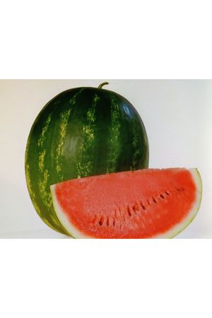 KARİSTAN F1 KARPUZ TOHUMU