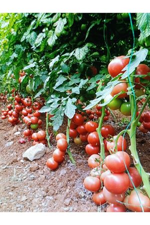 PEMBİCAN F1 SIRIK PEMBE DOMATES TOHUMU