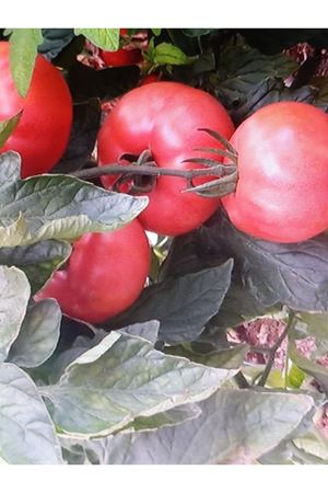 PEMBİCAN F1 SIRIK PEMBE DOMATES TOHUMU