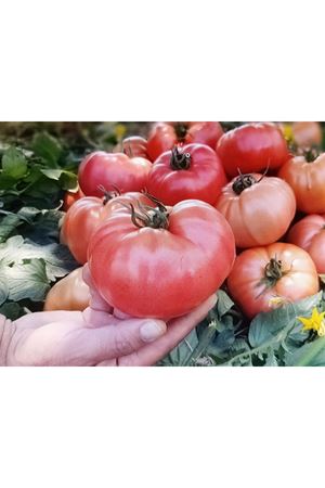 GÜLTOPU F1 SIRIK PEMBE DOMATES TOHUMU