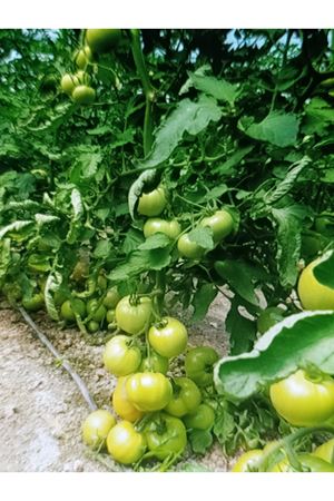 GÜLTOPU F1 SIRIK PEMBE DOMATES TOHUMU