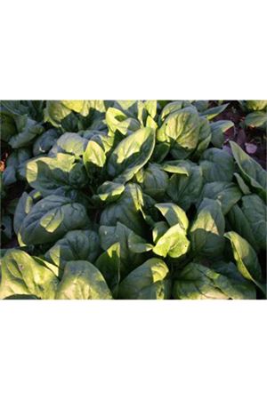 DYNASTY F1 ISPANAK TOHUMU