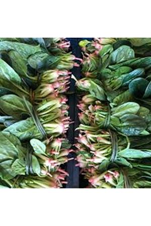 ARİGATO F1 ISPANAK TOHUMU