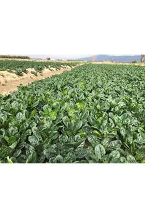 ARİGATO F1 ISPANAK TOHUMU