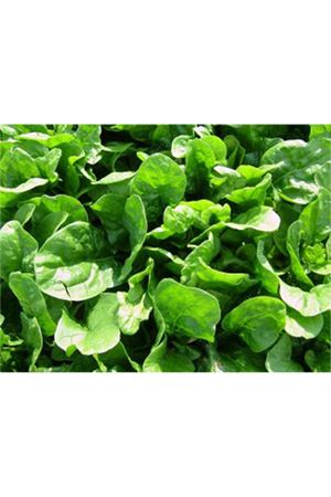 SAMURAY F1  ISPANAK TOHUMU