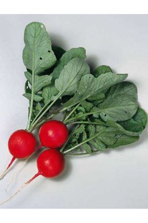 MİSATO RED KIRMIZI TURP TOHUMU