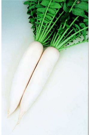 KATANA F1 JAPON TURP TOHUMU