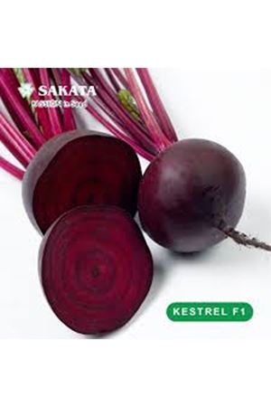 KESTREL F1 KIRMIZI PANCAR TOHUMU