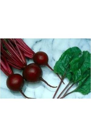 KESTREL F1 KIRMIZI PANCAR TOHUMU