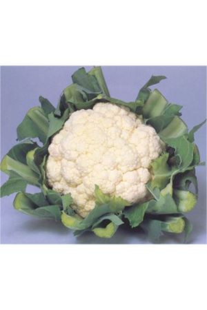 CASHMERE F1 KARNABAHAR TOHUMU 