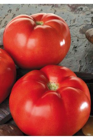 BELLAROSA F1 OTURAK DOMATES TOHUMU