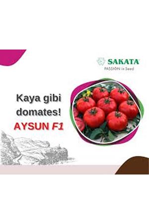 AYSUN F1 SIRIK DOMATES TOHUMU