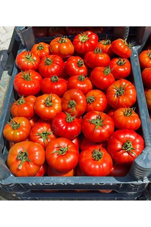 LAPÇİN F1 YARI SIRIK KÖY DOMATESİ