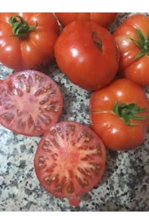 LAPÇİN F1 YARI SIRIK KÖY DOMATESİ