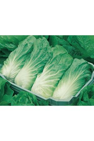 URANUS F1  ÇİKORİ TOHUMU