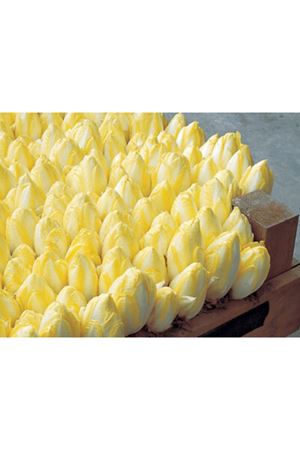 BLİNKER  ÇİKORİ TOHUMU