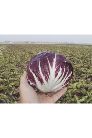 RAFFAELLO  HİNDİBA TOHUMU