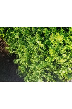 CAMPİLLOS ENDİVYEN TOHUMU