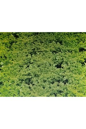 TASOS ENDİVYEN TOHUMU